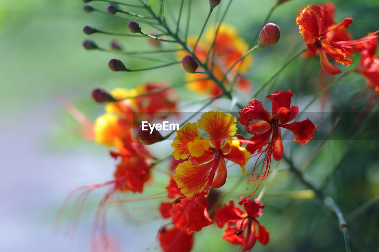 Flowers and nature