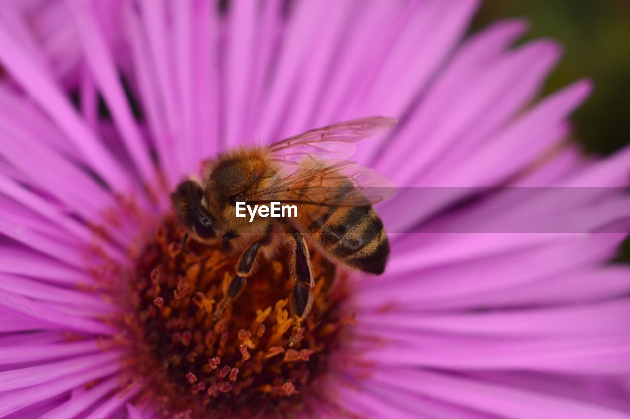 CLOSE-UP OF INSECT ON PURPLE FLOWER