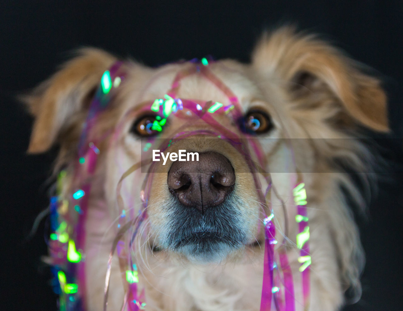 Close-up portrait of dog with decoration on face