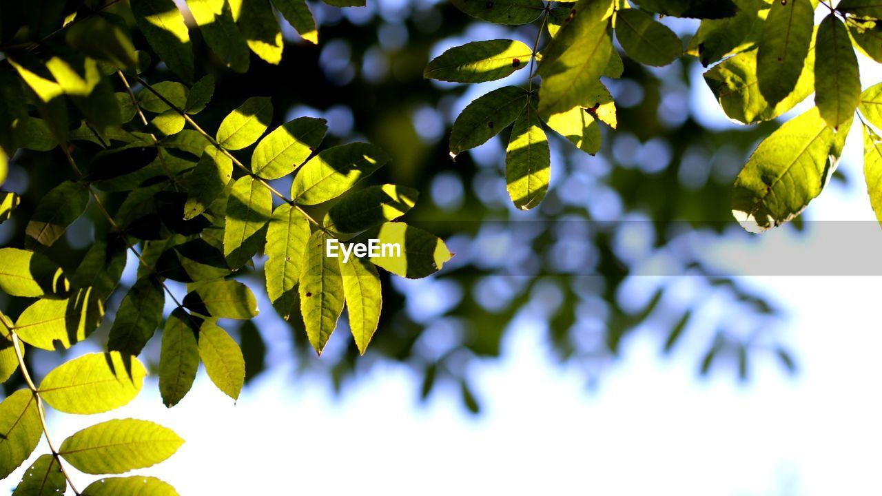 Low angle view of leaves on plant