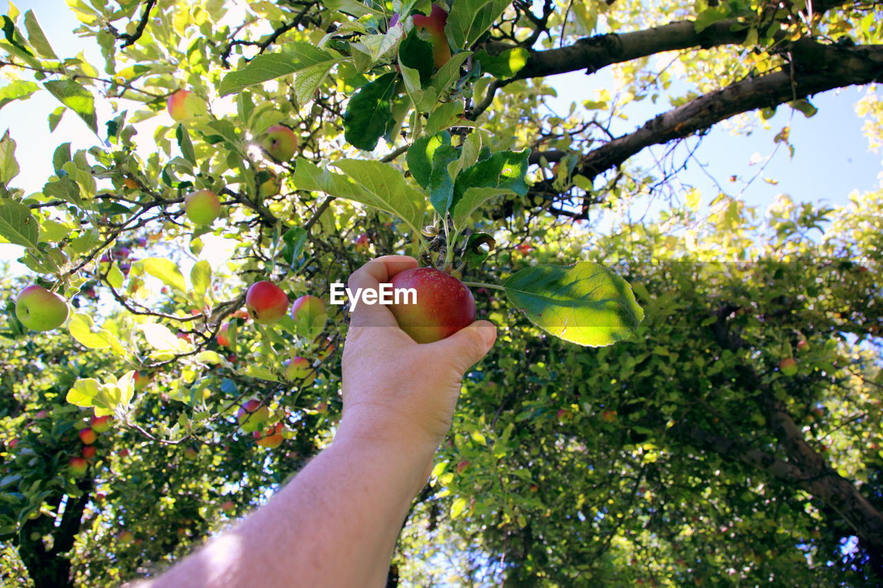 Cropped hand of man plucking apple from tree at orchard