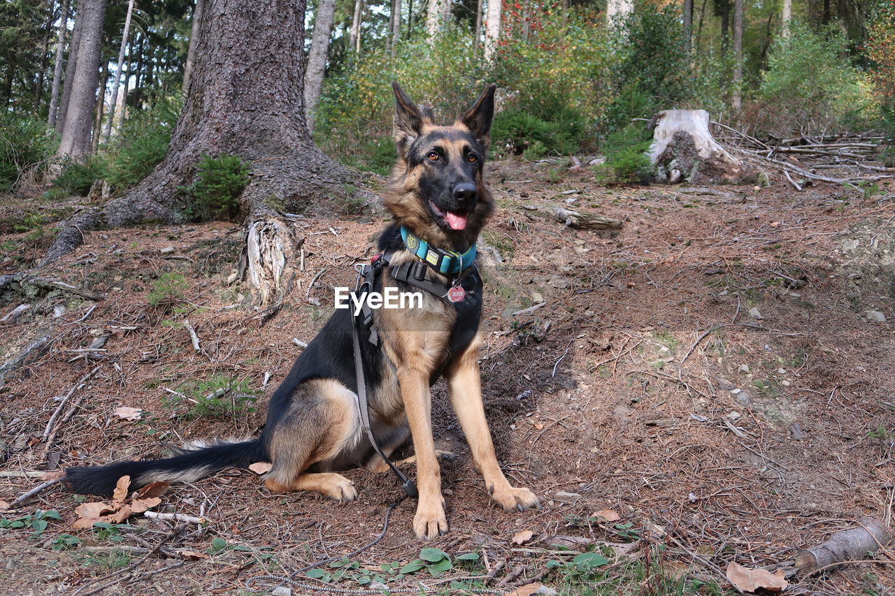 PORTRAIT OF DOG ON FIELD