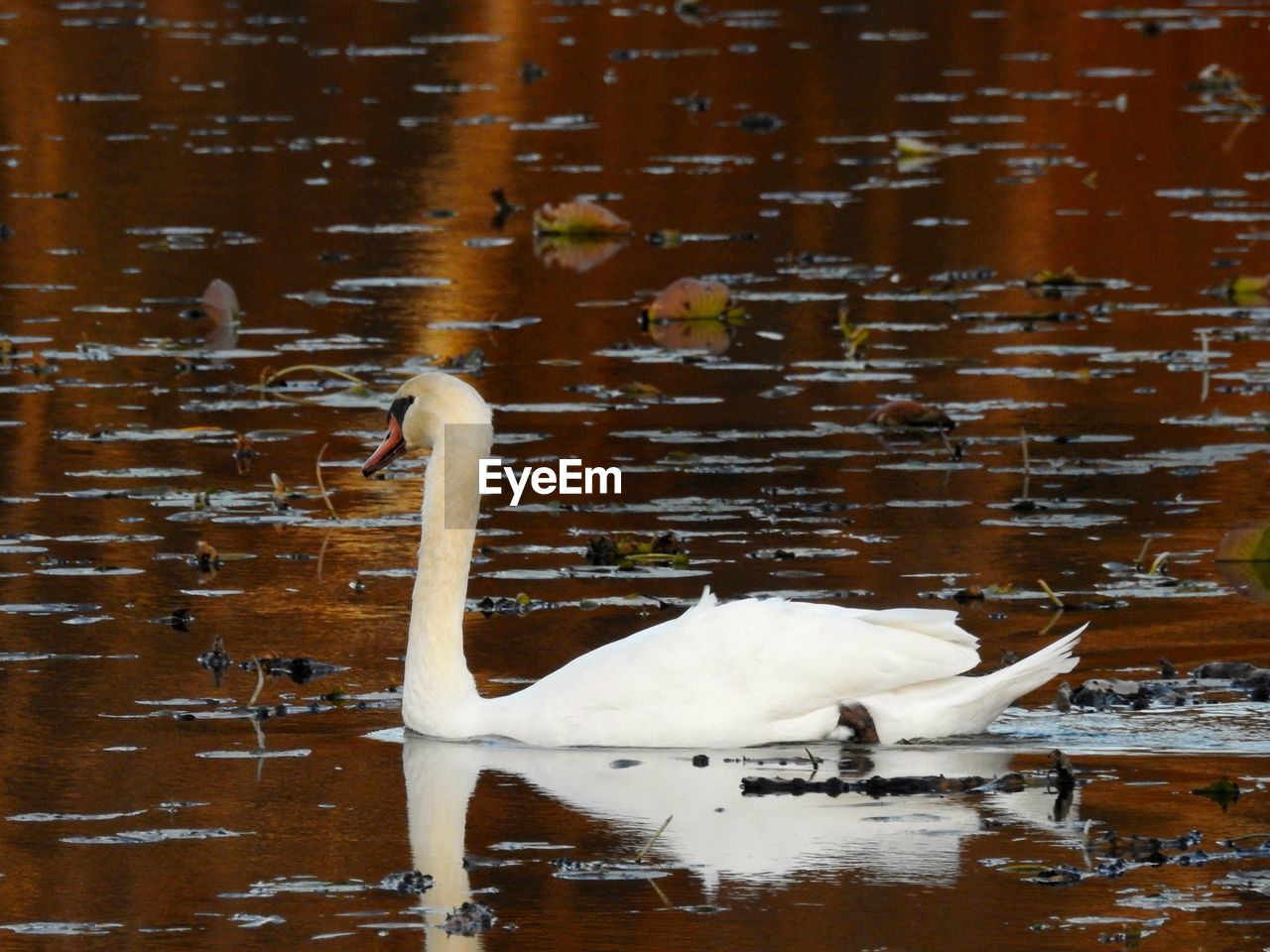White swan floating on lake
