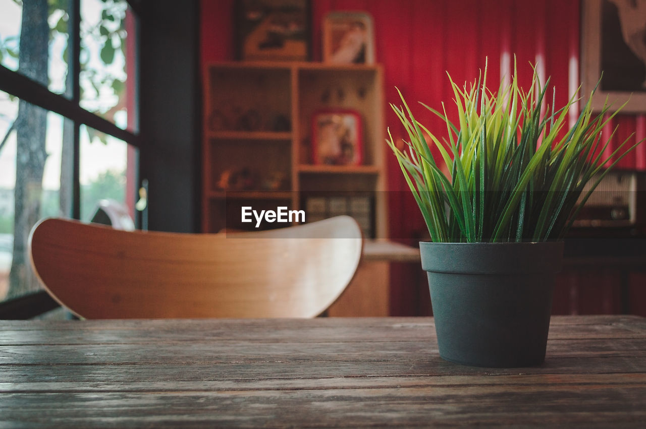 CLOSE-UP OF POTTED PLANT ON TABLE