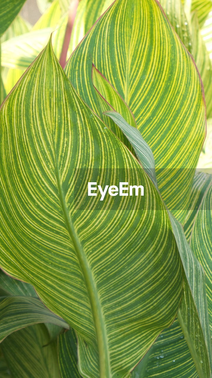 Close-up of green leaves