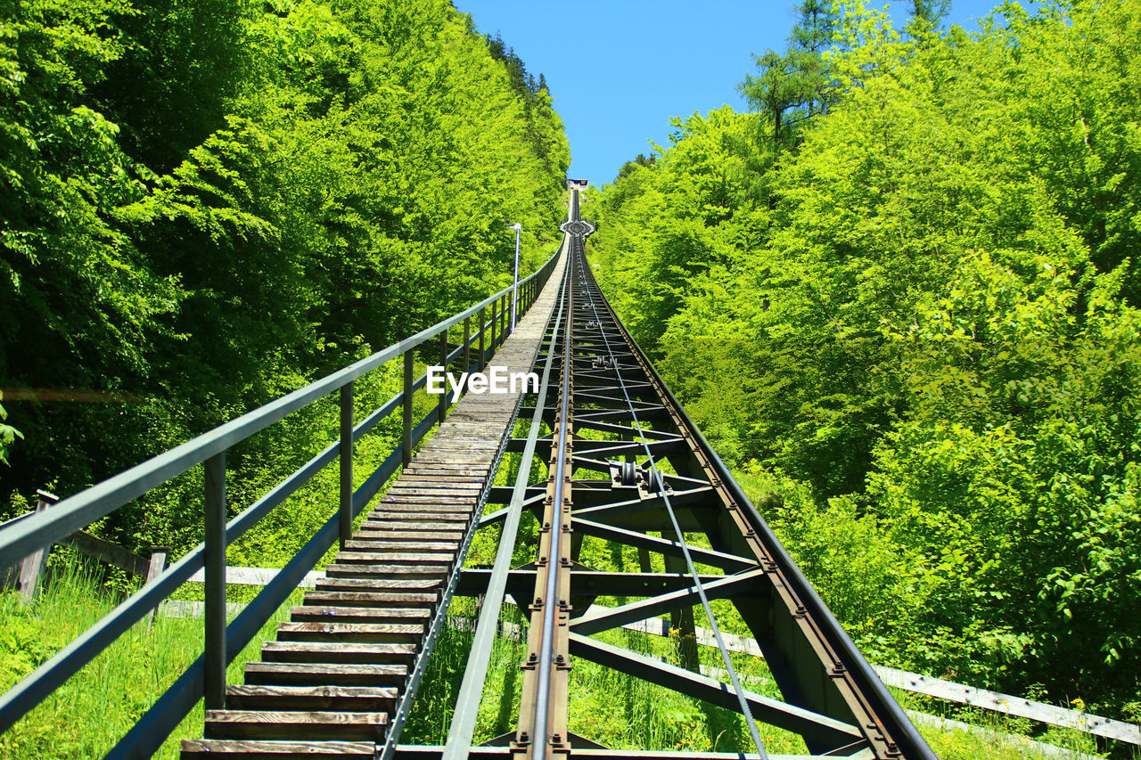 VIEW OF BRIDGE IN FOREST