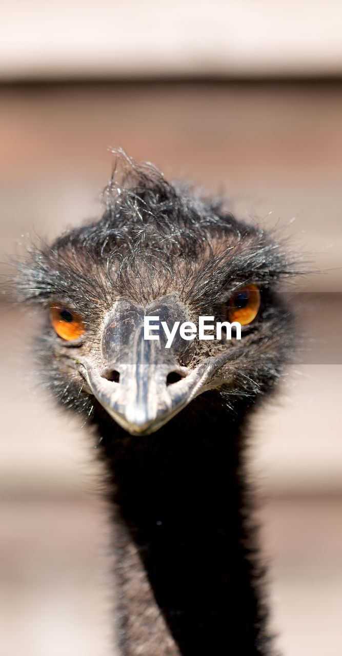 Extreme close-up portrait of bird