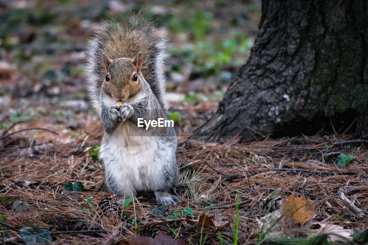 Squirrel on a field