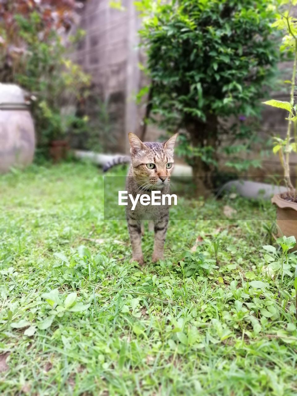 PORTRAIT OF A CAT IN BACKYARD