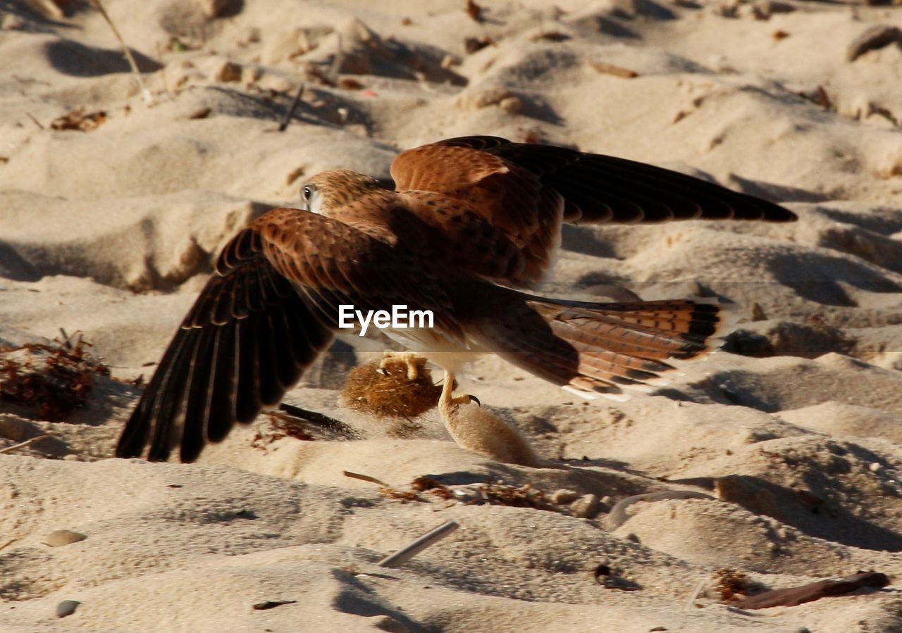 CLOSE-UP OF EAGLE FLYING IN SAND