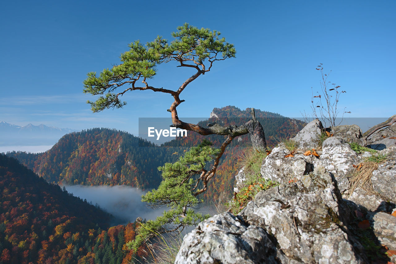 Trees on mountain against blue sky during winter