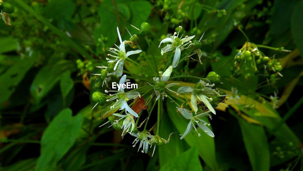 CLOSE-UP OF PLANT