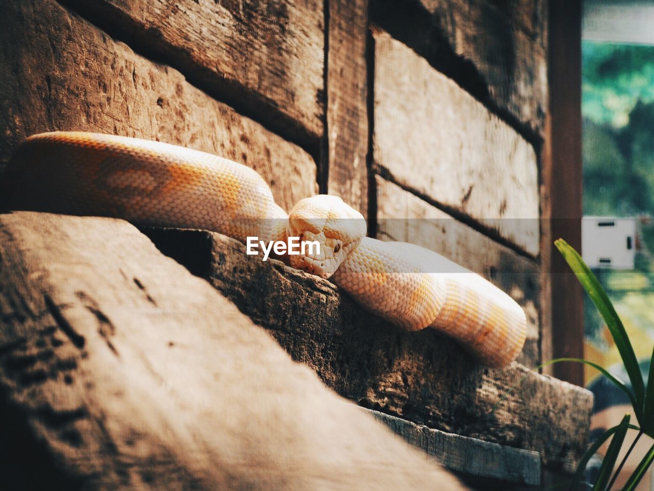 Close-up of a snake against wooden wall