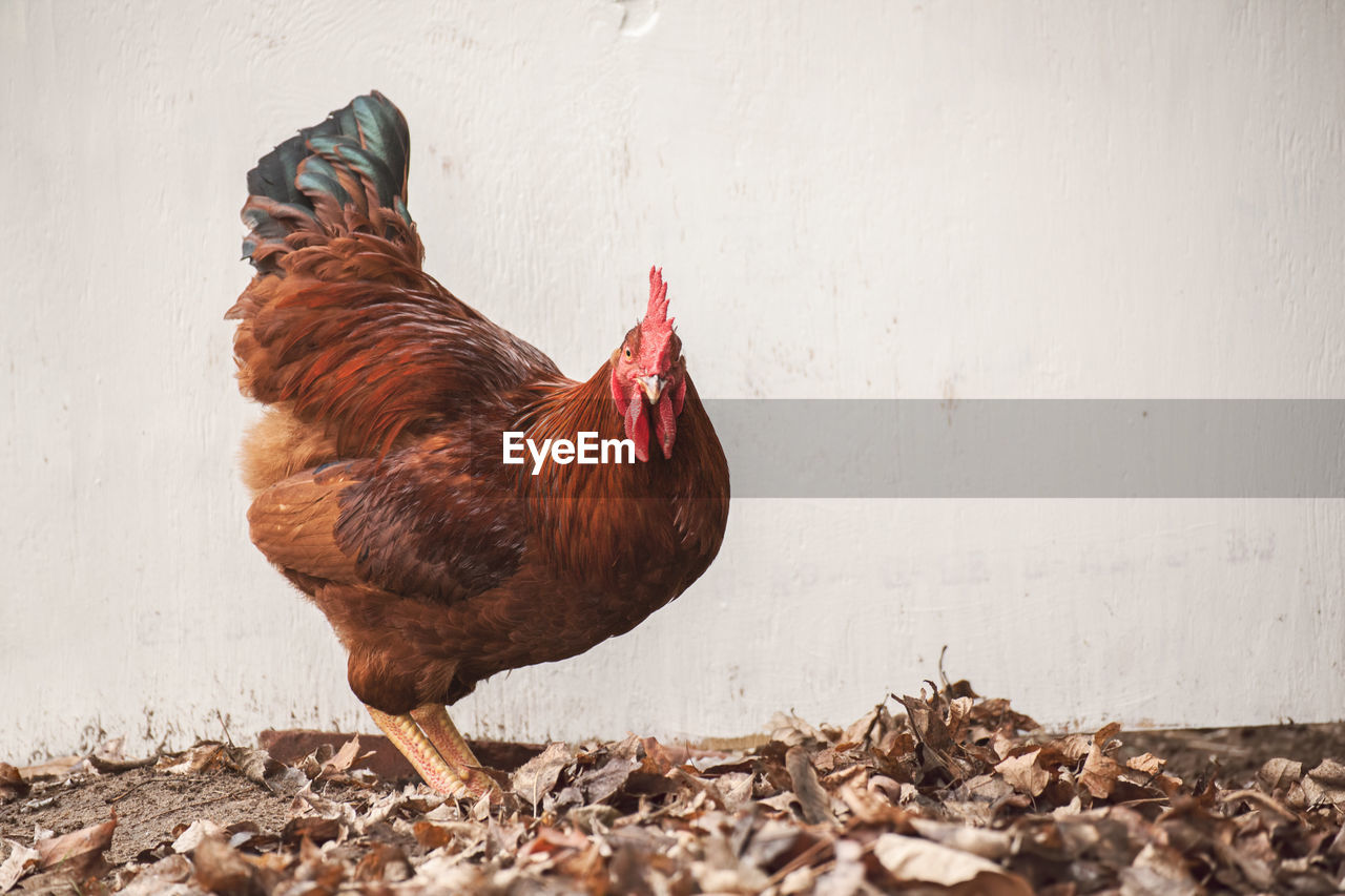 Rhode island red rooster against a vintage wooden background