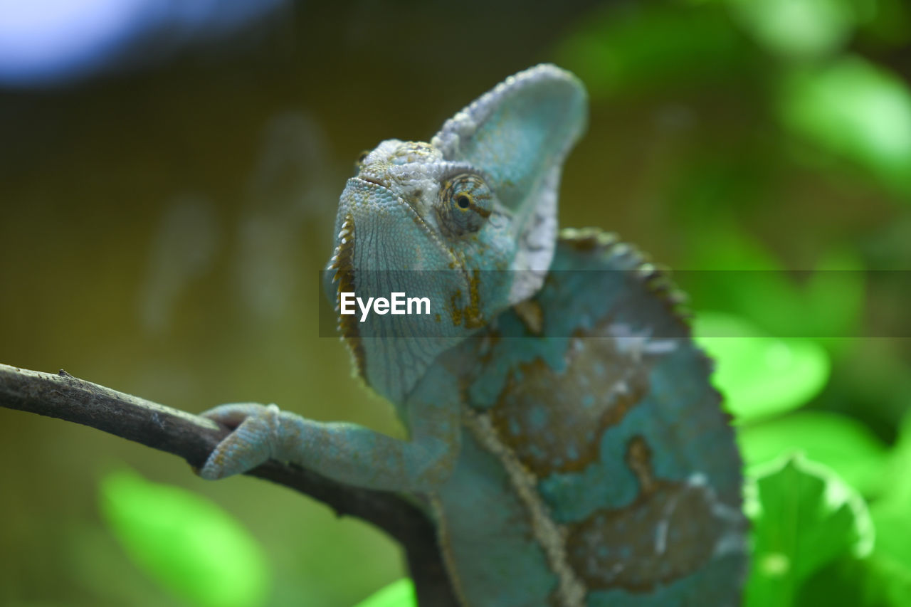 CLOSE-UP OF A LIZARD ON BRANCH