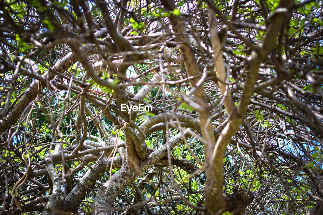LOW ANGLE VIEW OF TREE IN FOREST