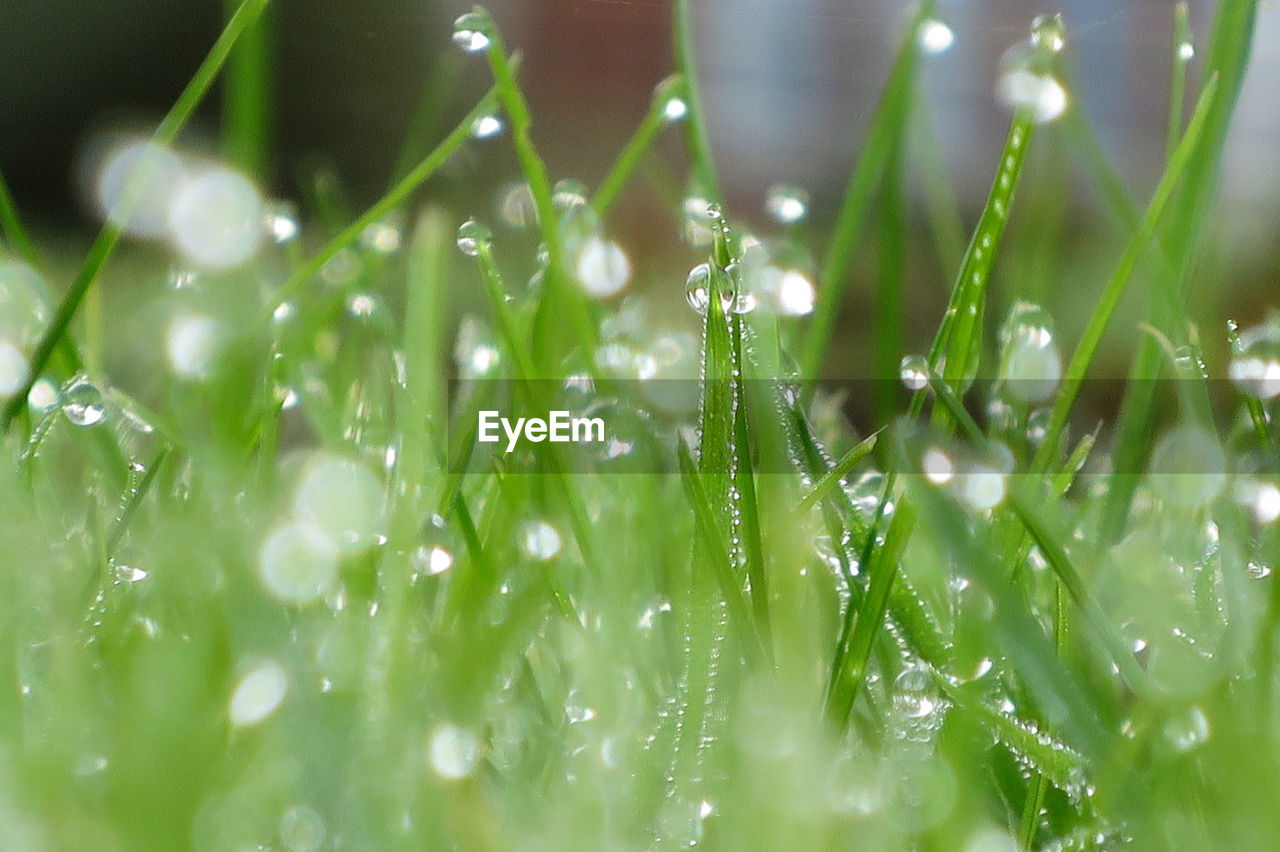 Close-up of wet grass