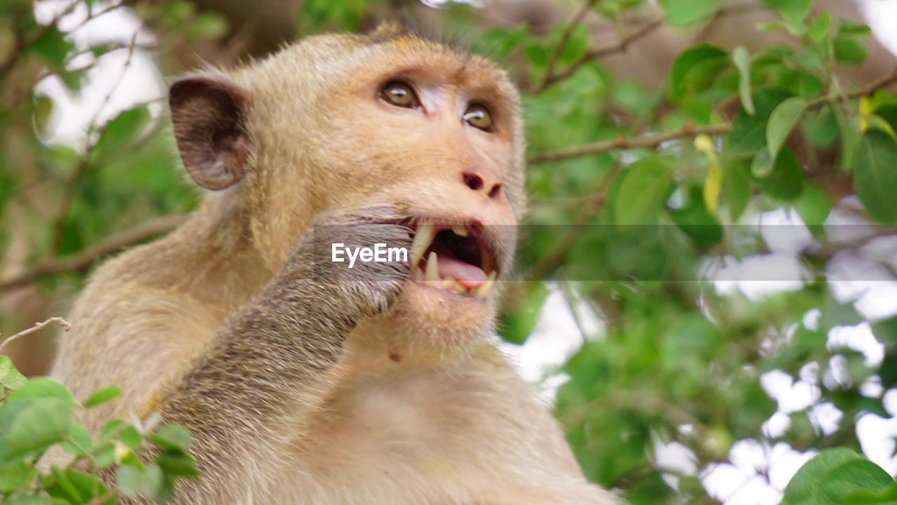 CLOSE-UP OF LION YAWNING OUTDOORS