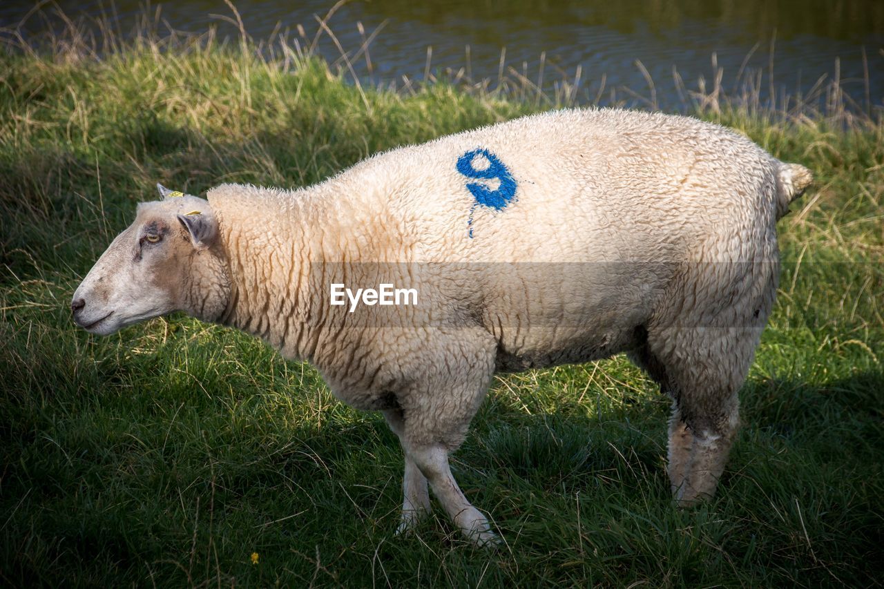 SIDE VIEW OF SHEEP IN FARM