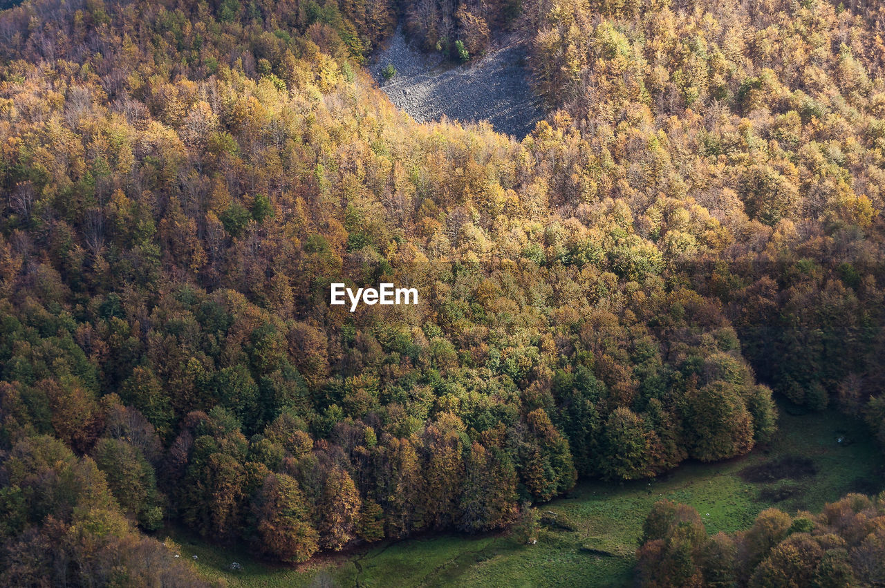 High angle view of trees in forest during autumn