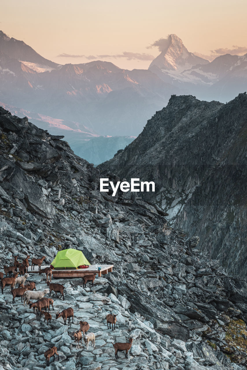 Scenic view of goats around tent against mountains and sky