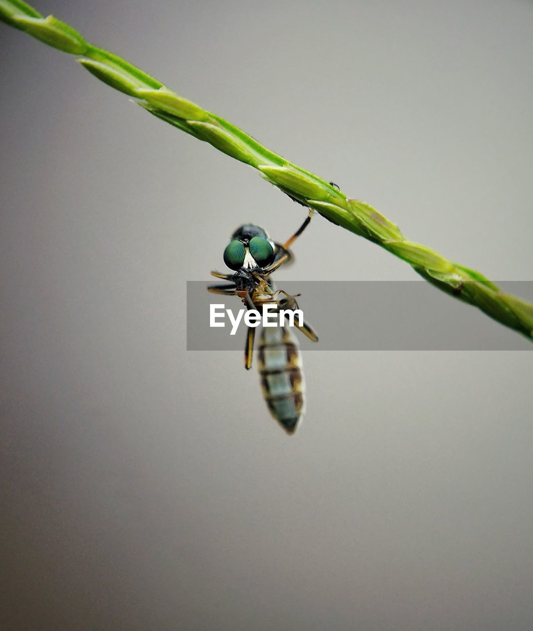 green, animal themes, animal, animal wildlife, insect, macro photography, one animal, wildlife, close-up, dragonfly, nature, dragonflies and damseflies, no people, branch, yellow, animal wing, leaf, animal body part, copy space, plant, outdoors