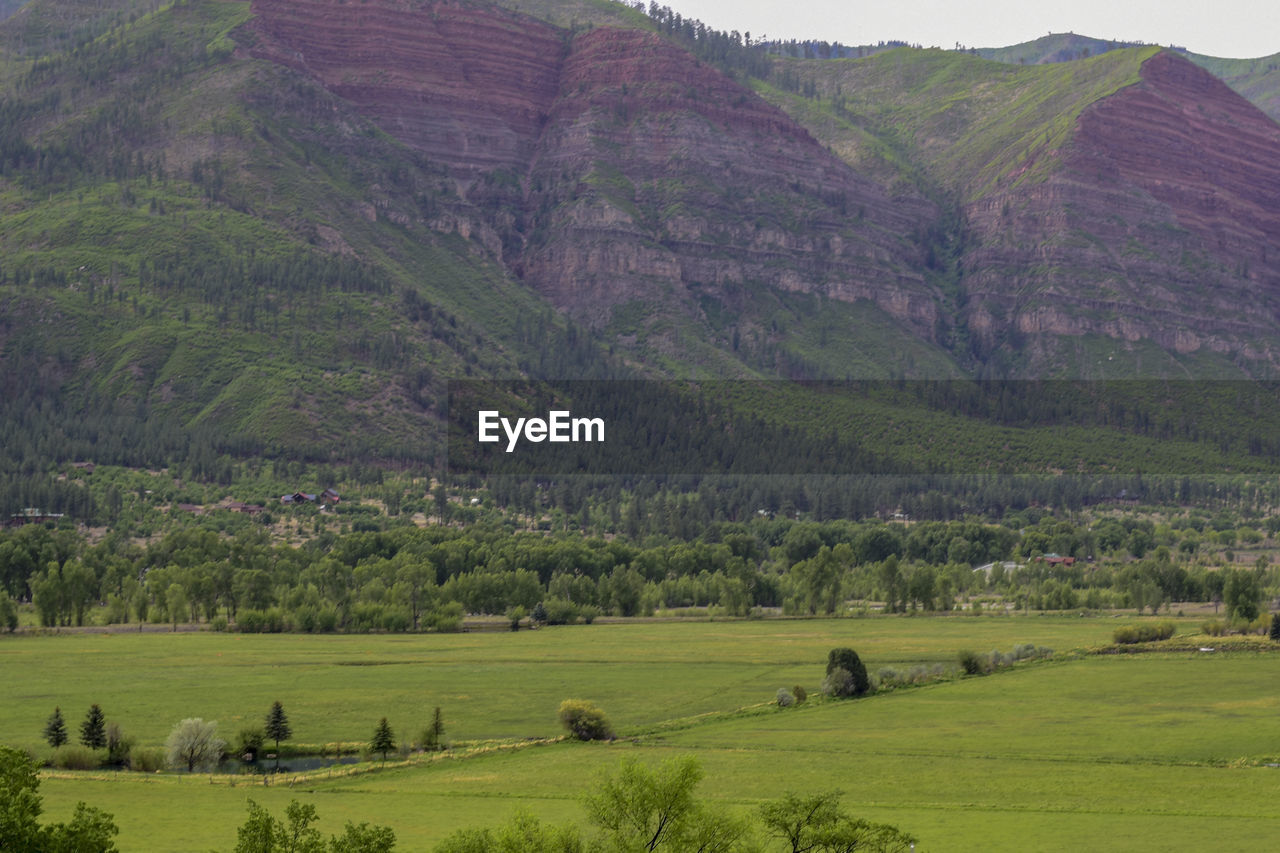 SCENIC VIEW OF FIELD