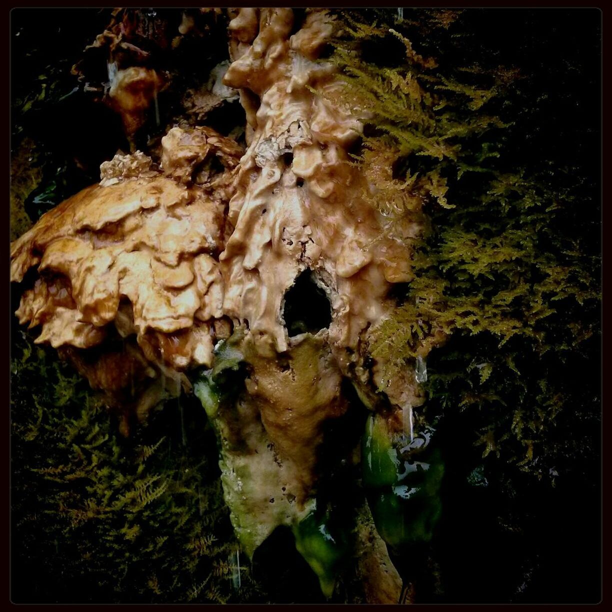 Close-up of bracket fungus