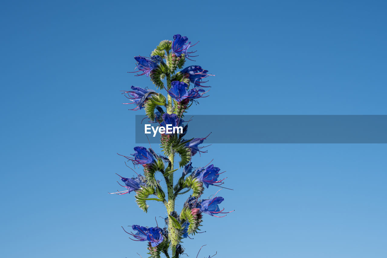 Low angle view of flowering plant against blue sky