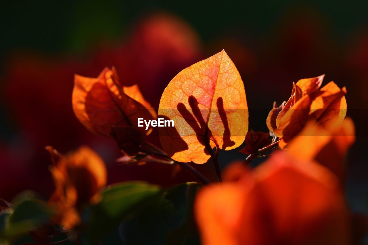 Close-up of orange flowering plant leaves