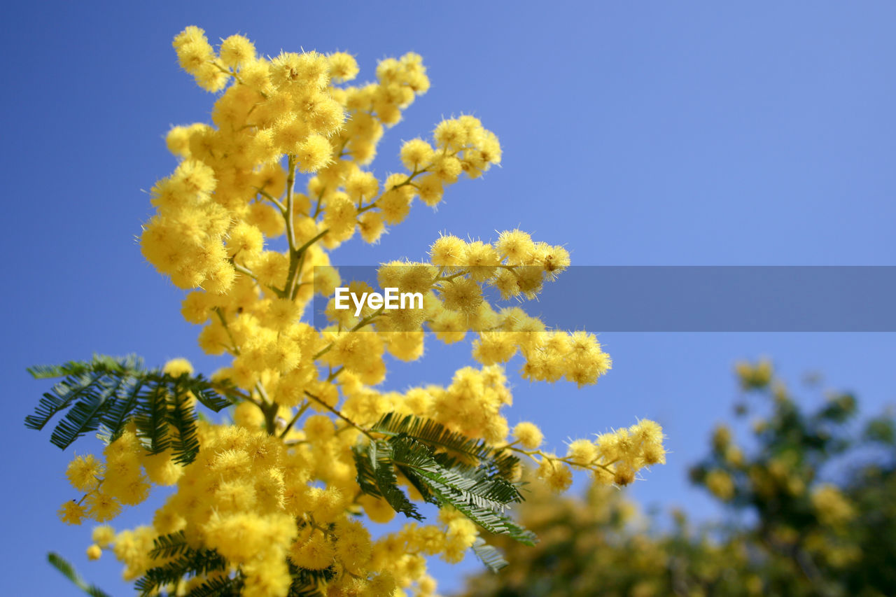 LOW ANGLE VIEW OF YELLOW FLOWERING PLANTS AGAINST SKY