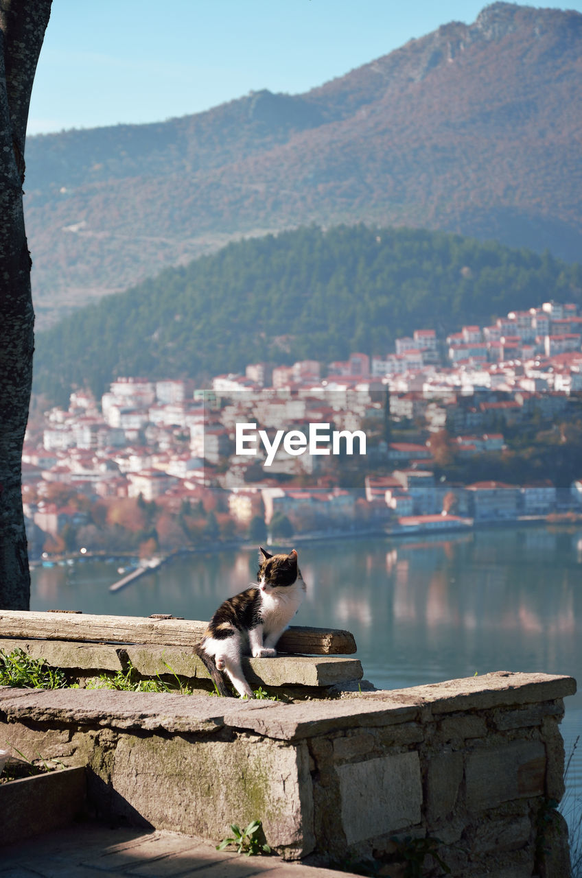 Kitty fall asleep up to the hill in kastoria ,with the view of the town  as background