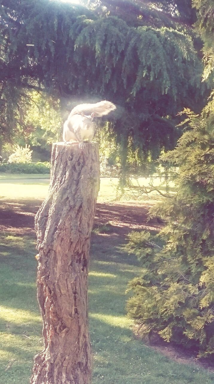 tree, animal themes, one animal, tree trunk, sunlight, day, nature, no people, animals in the wild, outdoors, bird, growth, perching, close-up, mammal