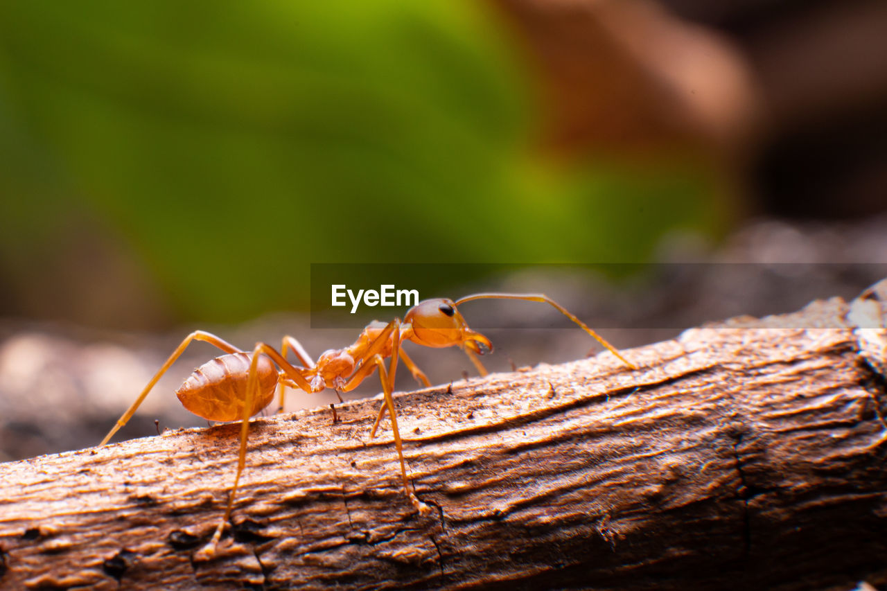 Close-up of ant on wood