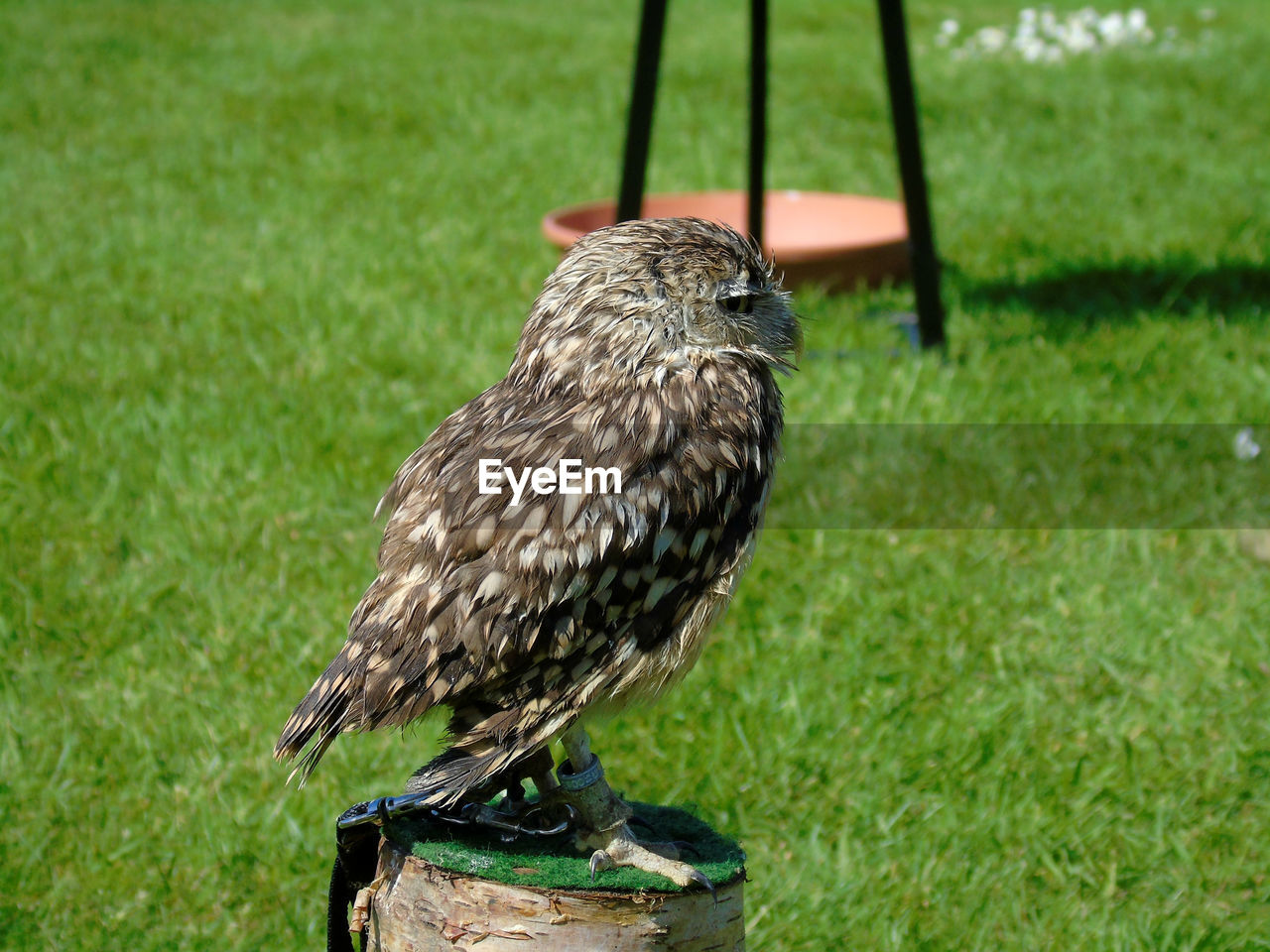 Side view of an owl against grass