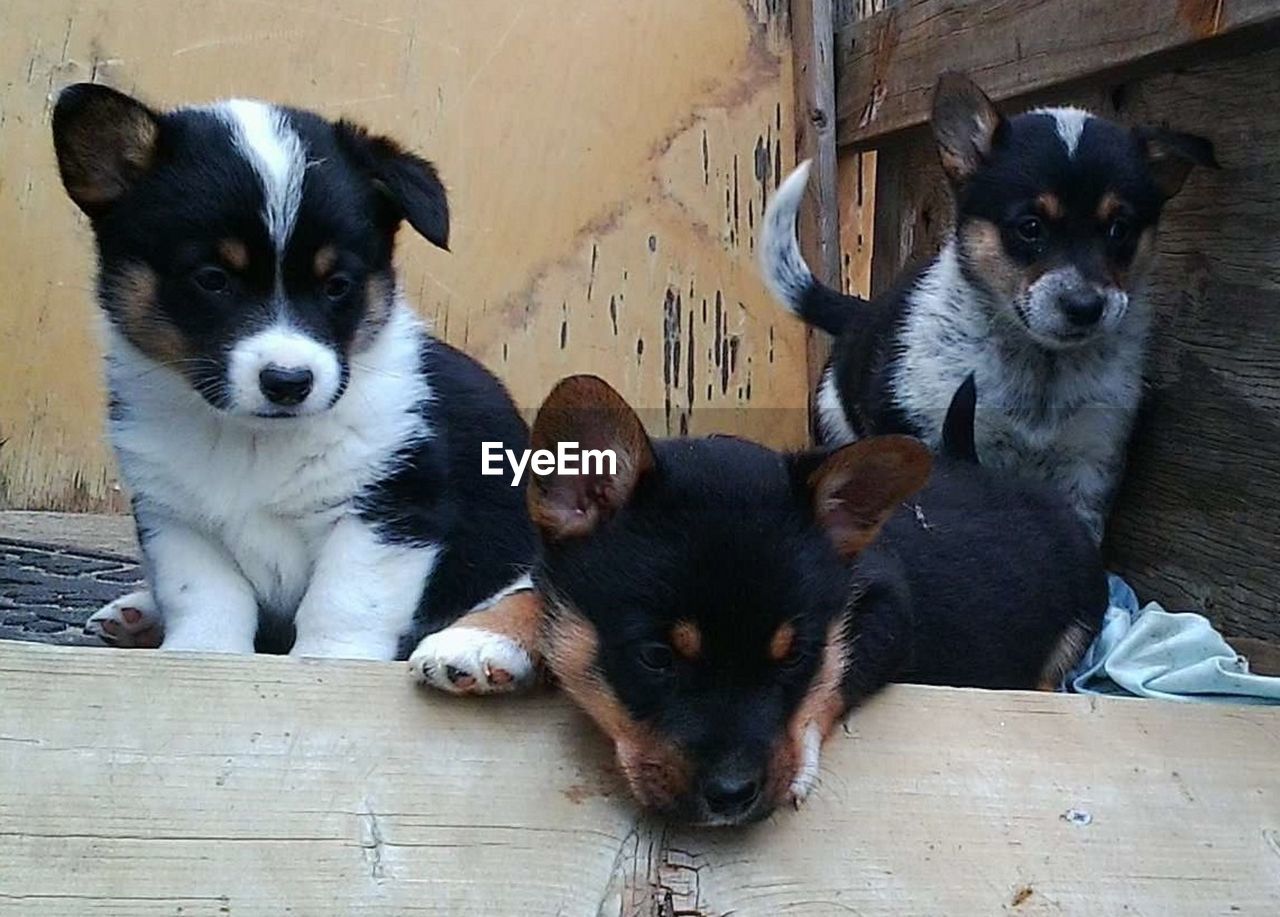 Close-up of pembroke welsh corgi puppies against wall