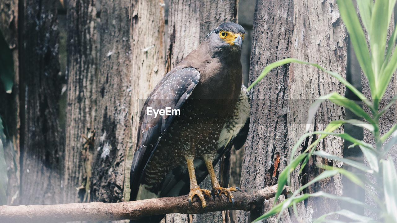 Serpent eagle, crested serpent eagle spilornis cheela sitting in the branch with wood background