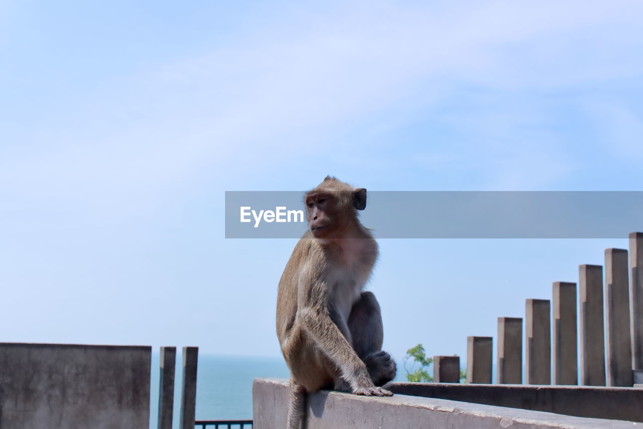 Low angle view of a monkey looking away against sky