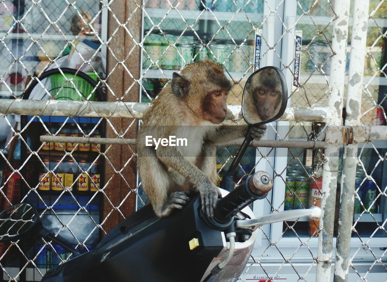 MONKEY ON METAL CHAINLINK FENCE