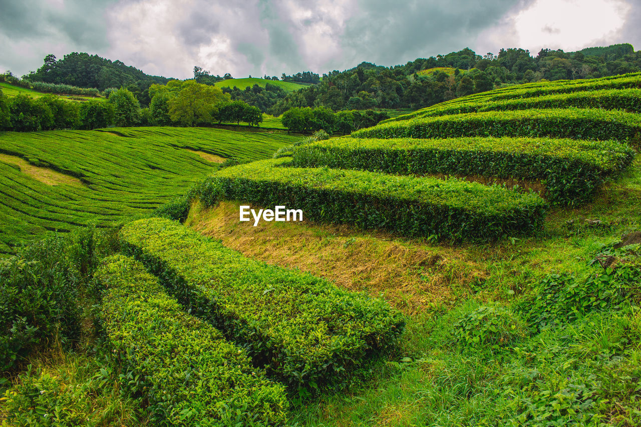 SCENIC VIEW OF AGRICULTURAL FIELD