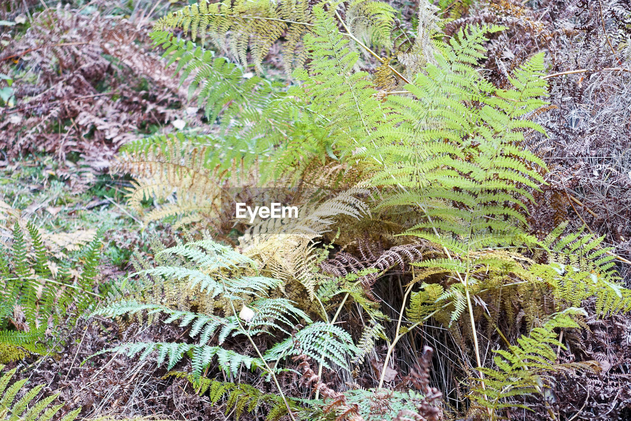 CLOSE-UP OF GRASS GROWING OUTDOORS