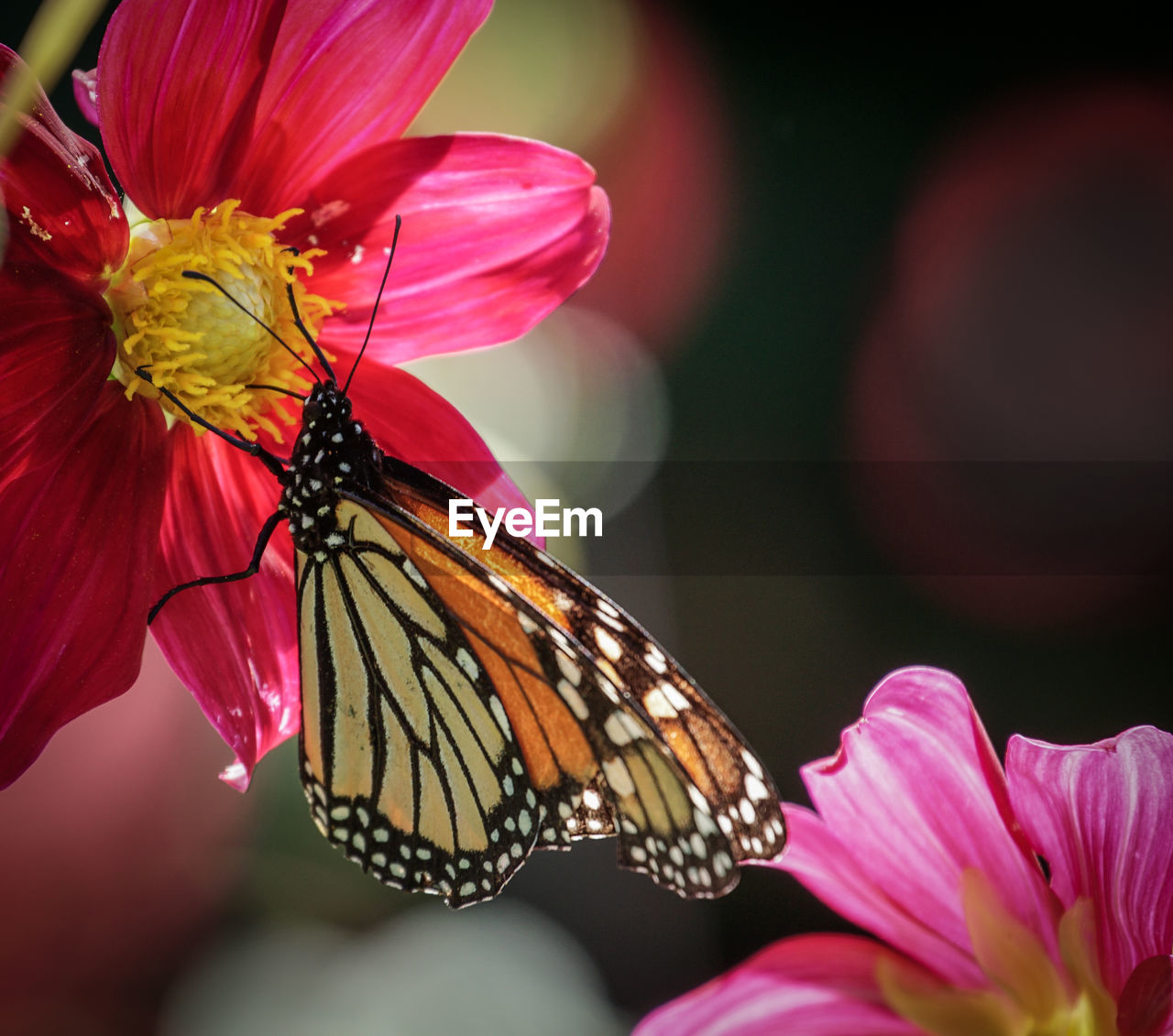 BUTTERFLY ON PINK FLOWER