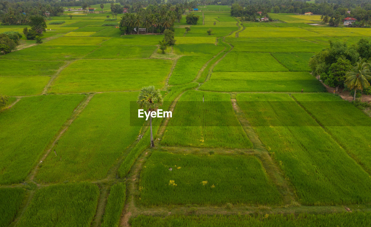 SCENIC VIEW OF AGRICULTURAL LANDSCAPE