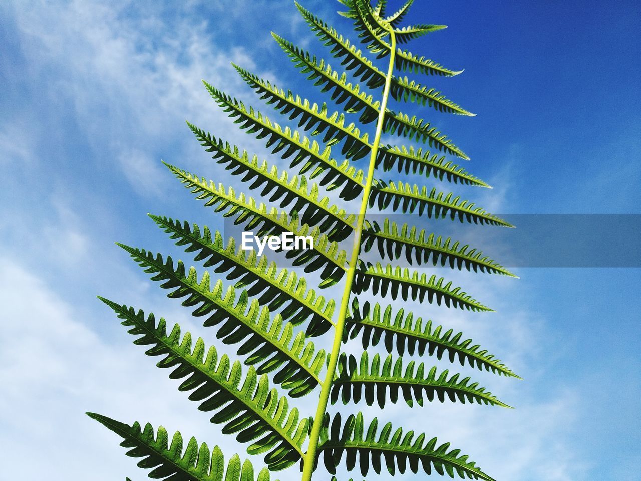 Low angle view of palm tree leaves against sky