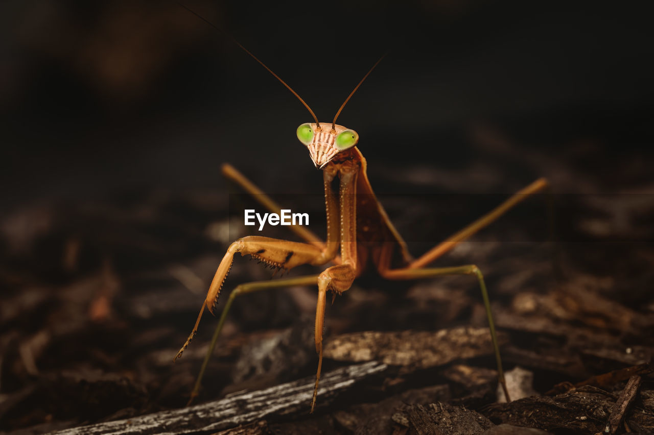 Close-up of insect on field