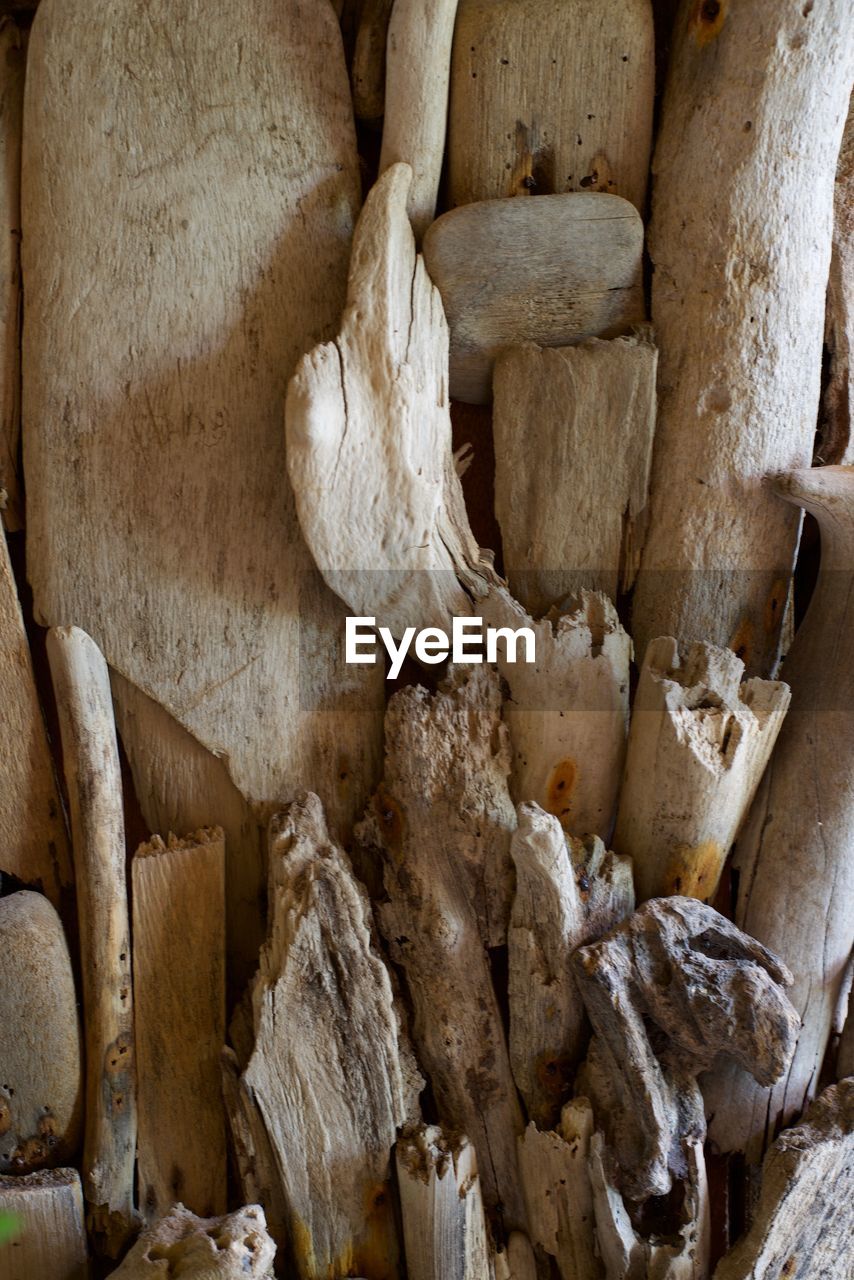 CLOSE-UP OF ANIMAL SKULL ON WOODEN WALL