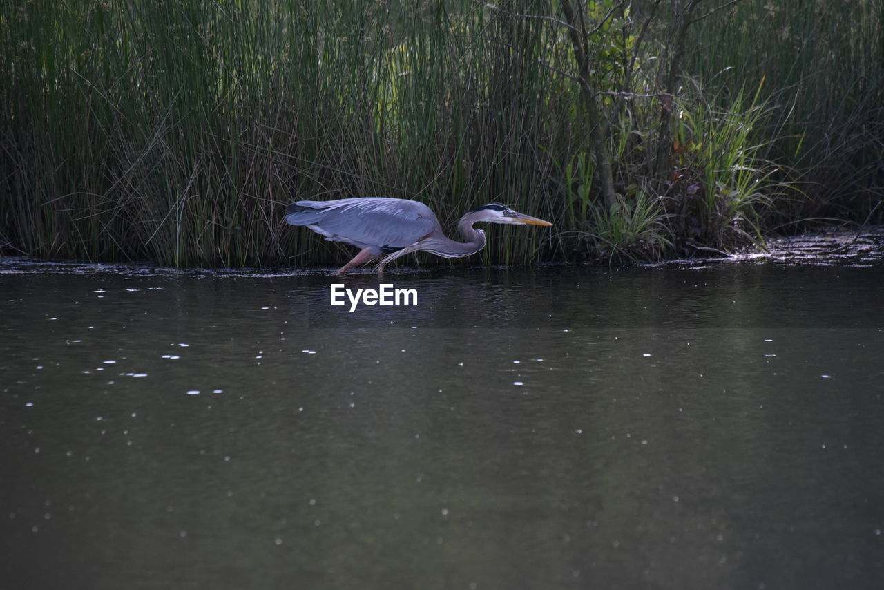 HIGH ANGLE VIEW OF GRAY HERON