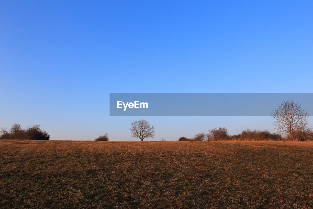 Scenic view of agricultural field against clear blue sky