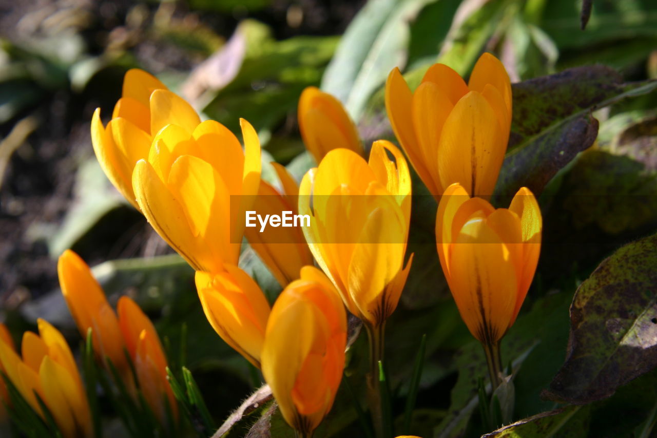 CLOSE-UP OF YELLOW FLOWERS BLOOMING ON FIELD