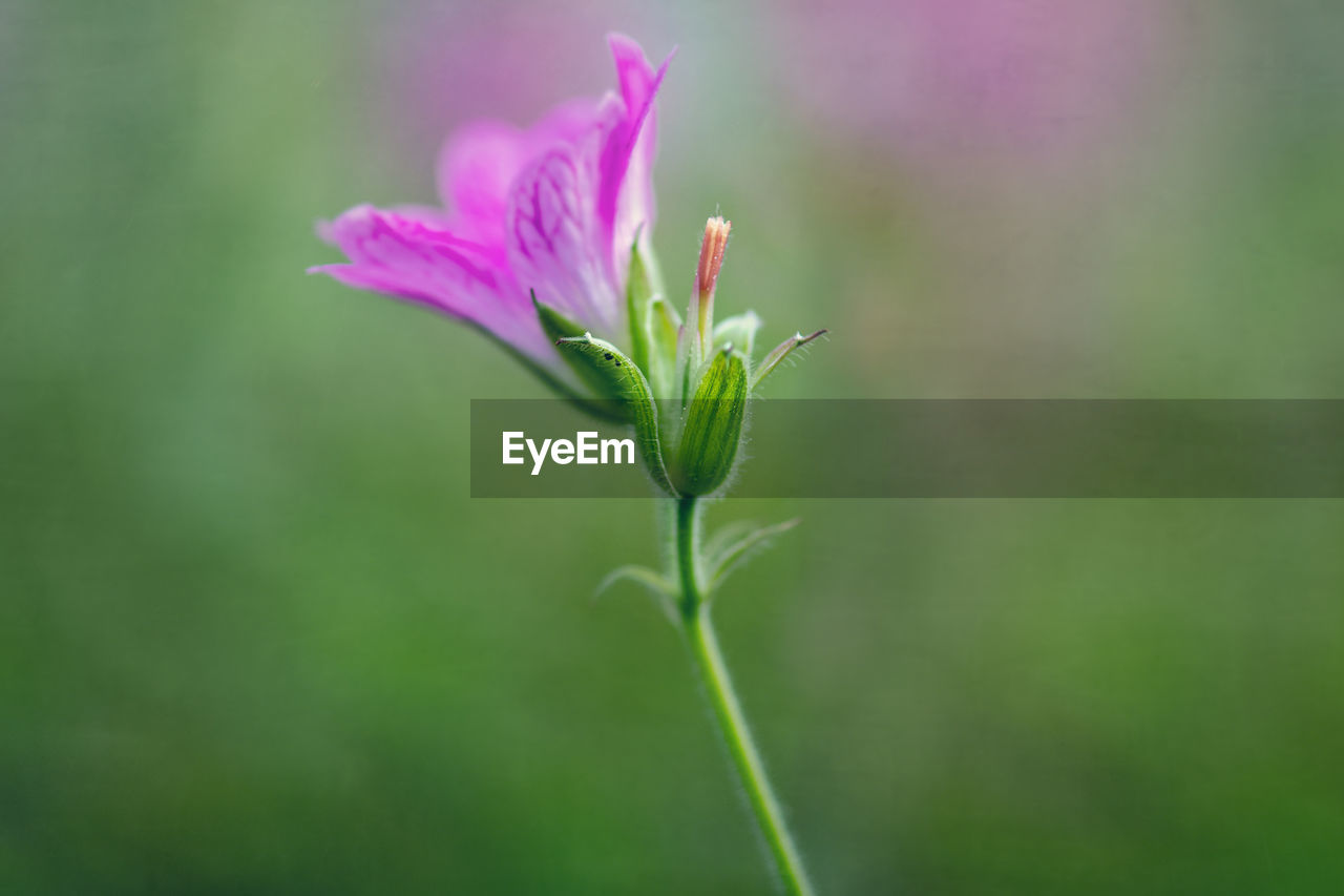 Close-up of pink flowering plant